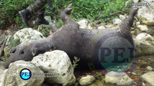 Mountain Cow killed in the Chiquibul